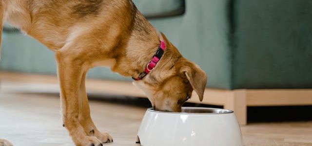 Pourquoi opter pour une friandise naturelle pour votre chien