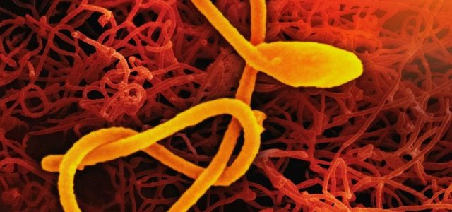 Flore intestinale : le guide essentiel pour chouchouter vos bactéries
