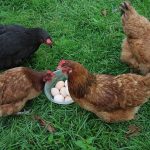 poules fermières