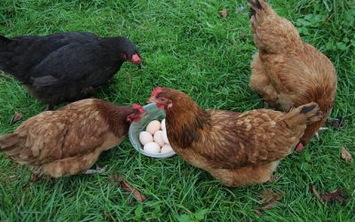 poules fermières