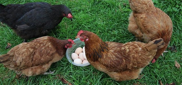 Elever des poules fermières : les astuces pour un poulailler heureux poules fermières